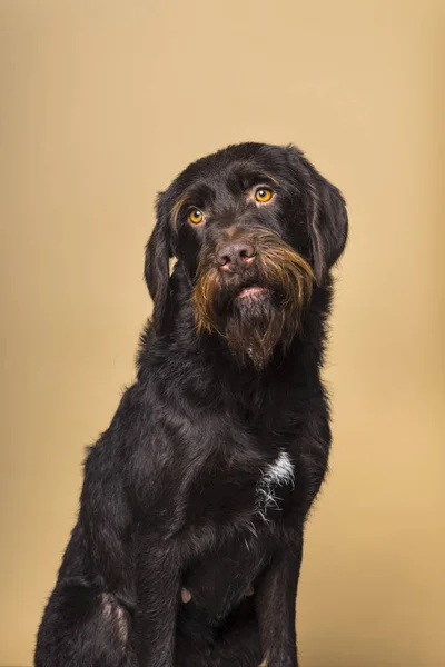 ブルー ・ ピカルディのメス犬で、ベージュ色の背景上に分離されて正面から見たカメラ目線の肖像画 — ストック写真