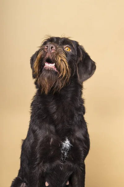 Retrato de uma fêmea Cesky Fousek cão olhando para cima visto da frente isolado em um fundo bege — Fotografia de Stock