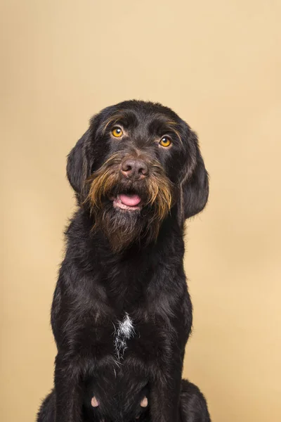 ブルー ・ ピカルディのメス犬で、ベージュ色の背景上に分離されて正面から見たカメラ目線の肖像画 — ストック写真