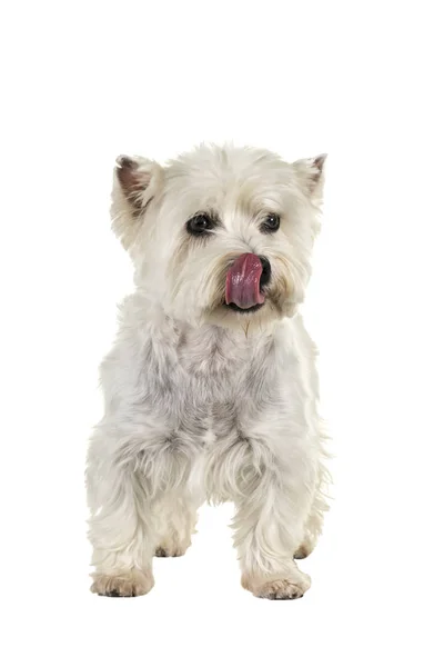 White West Highland Terrier Westie de pie mirando a la cámara lamiéndose los labios aislados sobre un fondo blanco — Foto de Stock