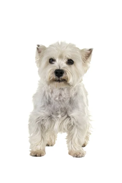 Λευκό West Highland Terrier Westie στέκεται βλέπουν φωτογραφική μηχανή που απομονώνονται σε λευκό φόντο — Φωτογραφία Αρχείου