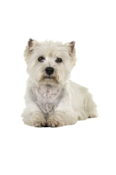 White West Highland Terrier Westie kłamliwy w dół patrząc na kamery na białym tle na białym tle — Zdjęcie stockowe