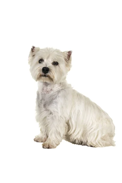 White West Highland Terrier Westie siedzi bokiem patrząc na kamery na białym tle na białym tle — Zdjęcie stockowe