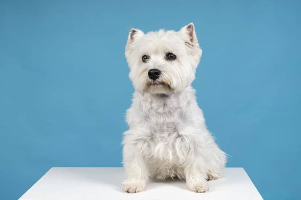 Portret siedzący White West Highland Terrier Westie, patrząc na kamery na białym tle na tle niebieski noworodek — Zdjęcie stockowe