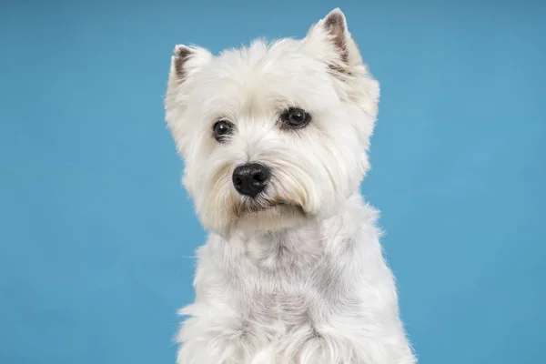 Portret siedzący White West Highland Terrier Westie, patrząc na kamery na białym tle na tle niebieski noworodek — Zdjęcie stockowe