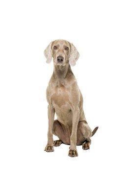 Kameraya bakarak izole üzerinde beyaz arka plan Weimaraner köpek, kadın, oturma