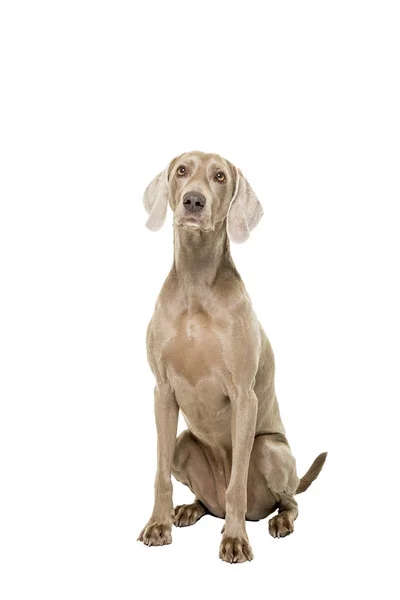 Weimaraner cão, fêmea, sentado isolado no fundo branco olhando para a câmera — Fotografia de Stock