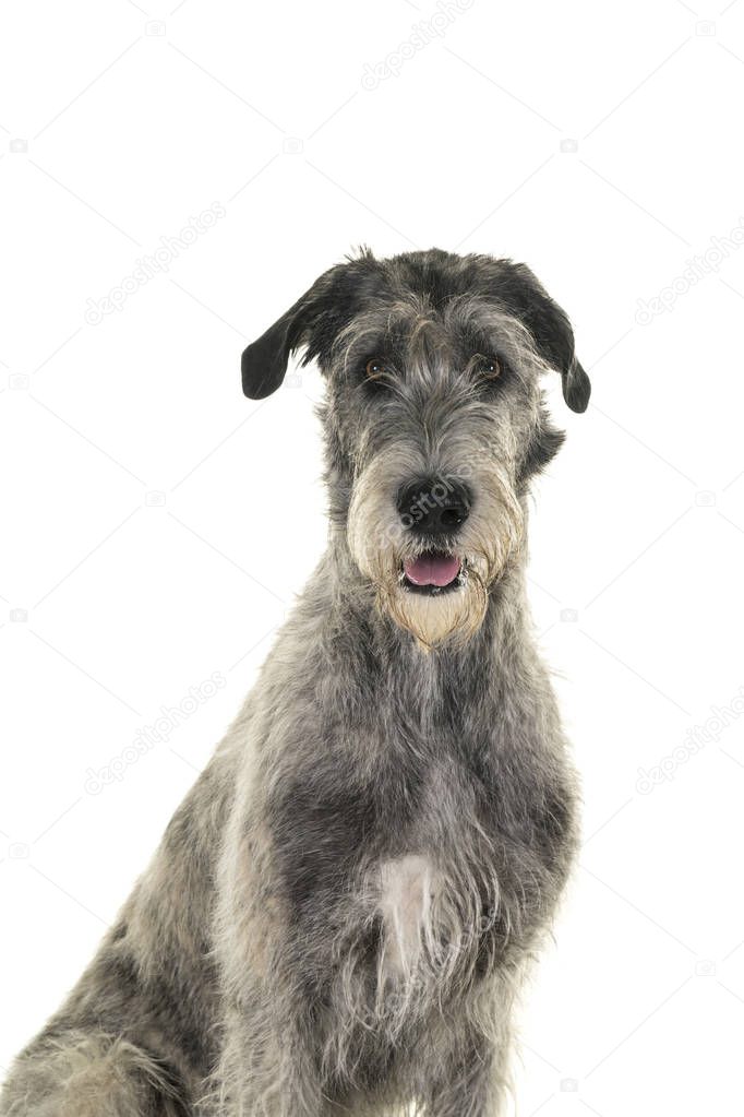 Grey large Irish wolfhound dog sitting sideways looking at camera isolated on a white background