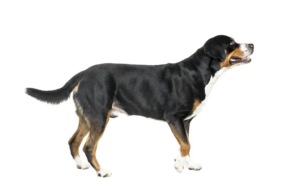 Büyük İsviçre dağ köpek ayakta ve uzak kameradan arıyorsunuz