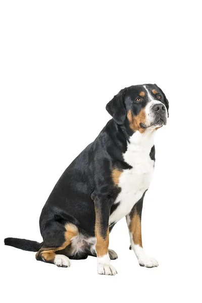 Большая швейцарская горная собака сидит сбоку и смотрит рядом с камерой — стоковое фото