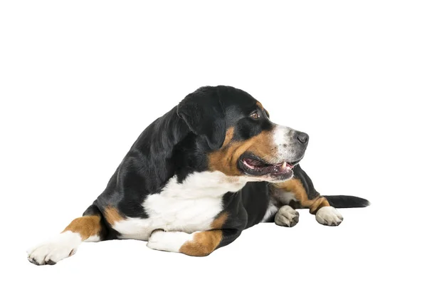 Większa szwajcarski pies pasterski leżenia bokiem i patrząc od aparatu — Zdjęcie stockowe