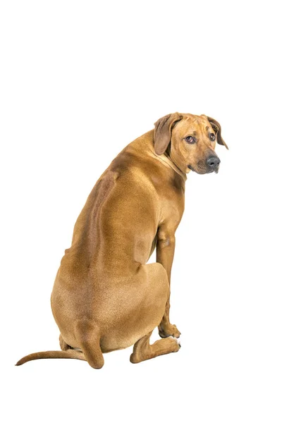 Porträtt av en Rhodesian Ridgeback hund isolerad på en vit bakgrund sittande visar ryggen tittar på kameran — Stockfoto