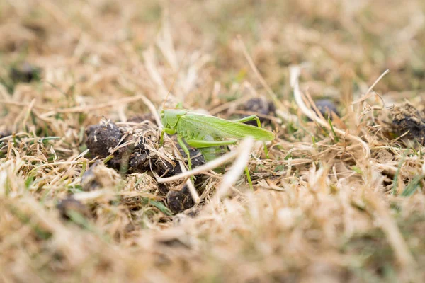 Большой зеленый кузнечик сидит на сухой траве в девичьем замке Дорчестер — стоковое фото