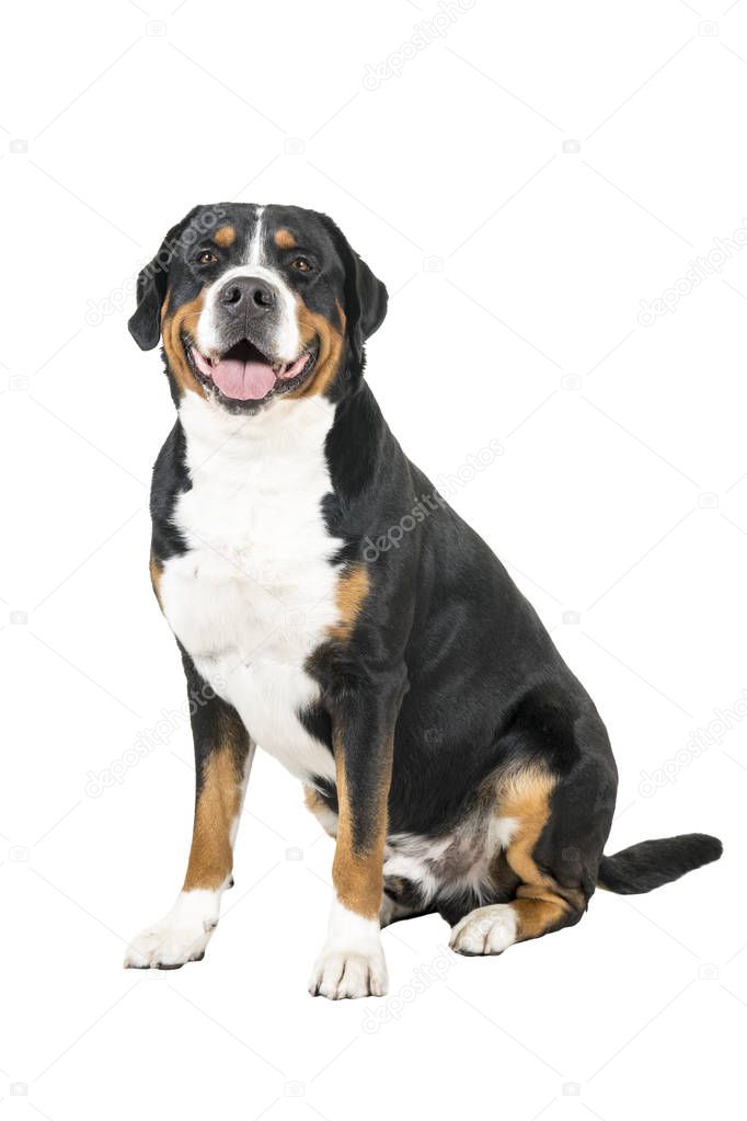 Greater Swiss Mountain Dog sitting side ways and looking into the camera