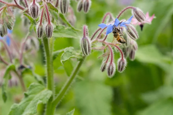 Bee on a flower of borago officinalis, also a starflower, is an annual herb in the flowering plant family Boraginaceae — 图库照片