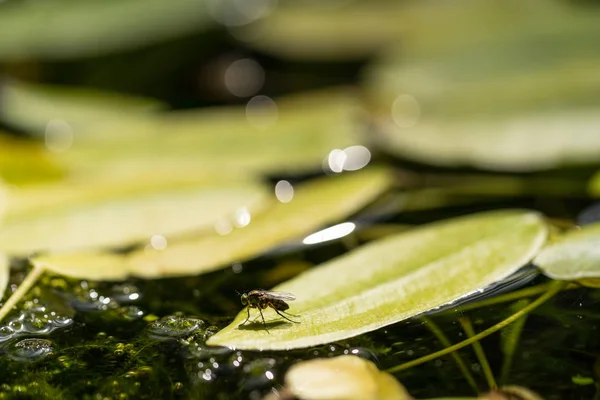 Garrafa verde comum voar de perto, macro Lucilia sericata voar, sentado em uma folha de um waterlily em uma lagoa — Fotografia de Stock