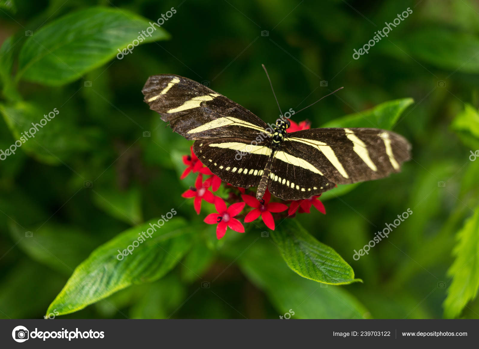 A Black And Yellow White Zebra Longwing Heliconian Heliconius
