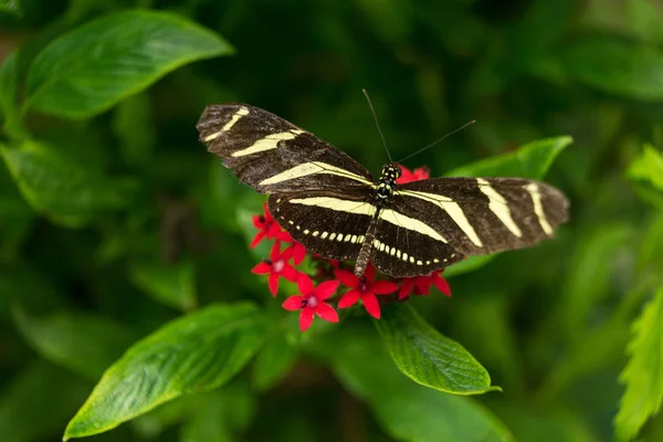 Een zwart en geel wit Zebra Heliconius Heliconian Heliconius charitonius butterfly close-up op een rode bloem met groen — Stockfoto