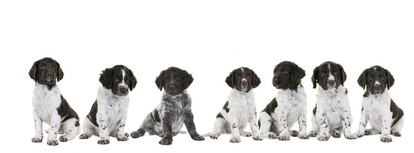 Banner ou panorama de uma ninhada de filhote de cachorro pequeno Munsterlander bonito com sua mãe em isolado em um fundo branco — Fotografia de Stock