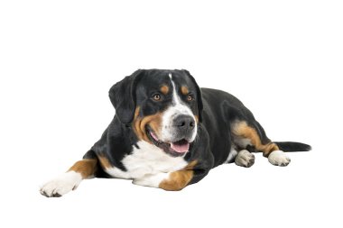 Büyük İsviçre dağ yana doğru uzanıyor ve kameraya bakarak köpek