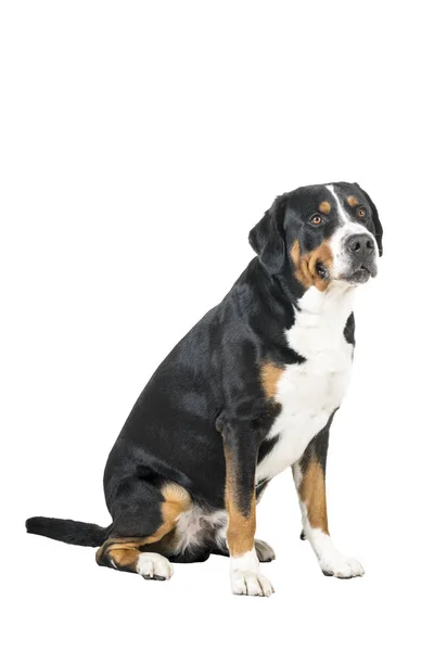 Gran perro de montaña suizo sentado de lado y mirando al lado de la cámara — Foto de Stock