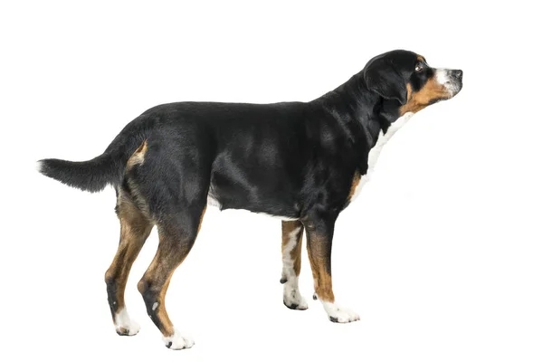 Greater Swiss Mountain Dog staande en op zoek weg van de camera — Stockfoto