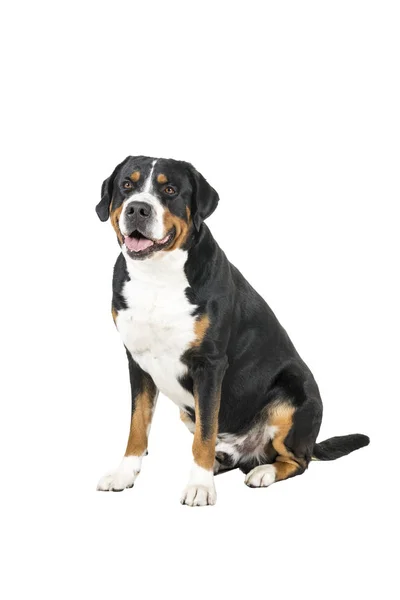 Greater Swiss Mountain Dog sitting side ways and looking next to the camera — Stock Photo, Image