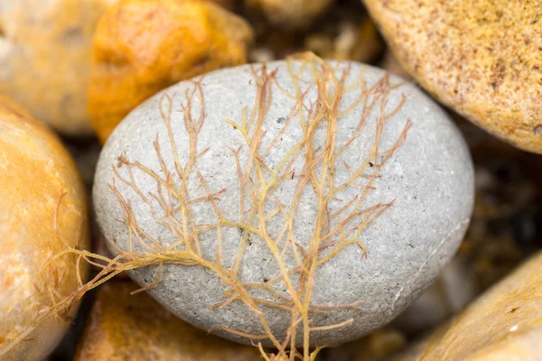 Closeup of marine algae from the shoreline. lying on a stone pebble. Yellow and orange colors. wallpaper or background