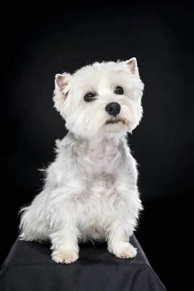 Látszó-on fényképezőgép fehér West Highland Terrier ülő elszigetelt vissza háttér — Stock Fotó
