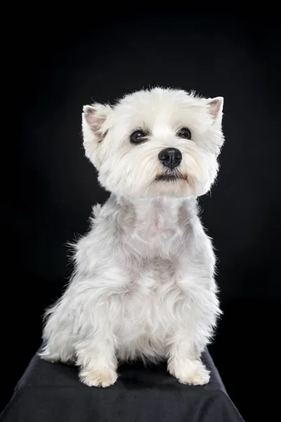 White West Highland Terrier siedząc patrząc na kamery na białym tle pleców — Zdjęcie stockowe