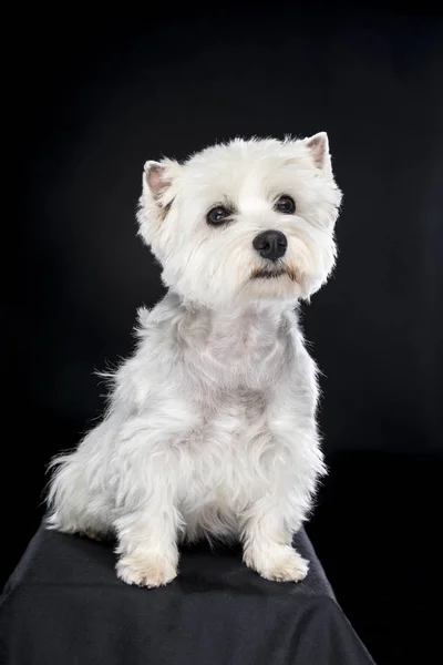 Látszó-on fényképezőgép fehér West Highland Terrier ülő elszigetelt vissza háttér — Stock Fotó