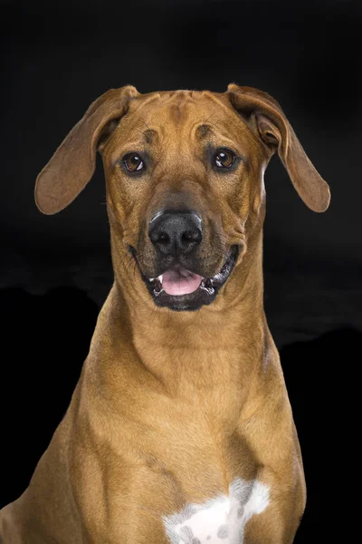 Retrato Rhodesian Ridgeback cão isolado fundo preto sentado — Fotografia de Stock