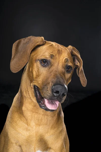 Retrato Rhodesian Ridgeback cão isolado fundo preto sentado — Fotografia de Stock