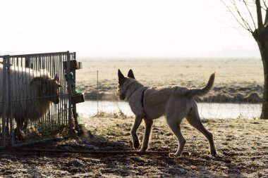 Sarışın yetişkin Hollandalı Kırçıl çoban koyun ile kışın donmuş çimenlerin üzerinde