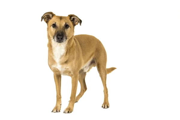 Brown mista cão de raça de pé isolado em fundo branco olhando para a câmera — Fotografia de Stock