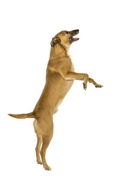Pequeño perro de raza mixta marrón saltando para una golosina de lado en fondo blanco — Foto de Stock