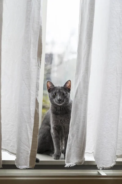 Lustige graue russisch blaue Katze schaut vor dem Fenster hinter weißen Vorhängen — Stockfoto