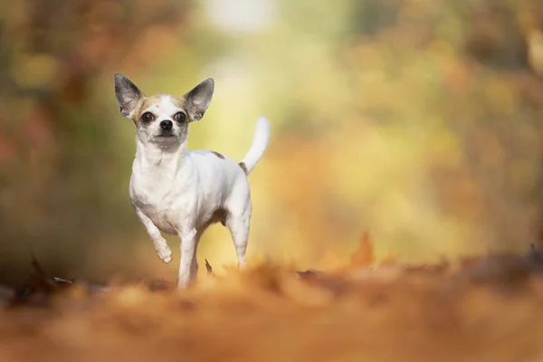 Cane chihuahua seduto in una strada forestale autunnale con raggi di sole — Foto Stock