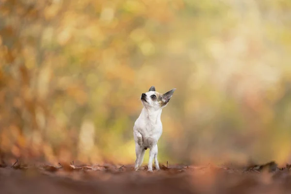Chihuahua cão sentado em uma pista de floresta de outono com raios de sol — Fotografia de Stock