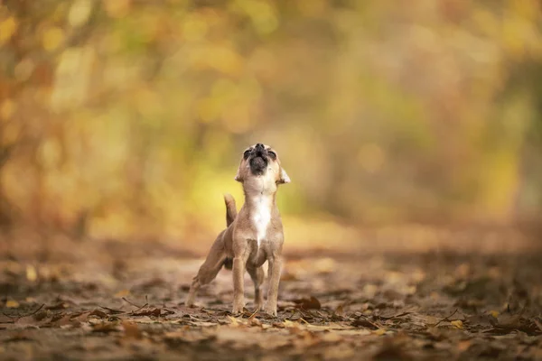 Chihuahua cão sentado em uma pista de floresta de outono com raios de sol — Fotografia de Stock