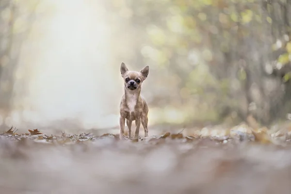 Chihuahua cão de pé em uma pista de floresta de outono com raios de sol — Fotografia de Stock