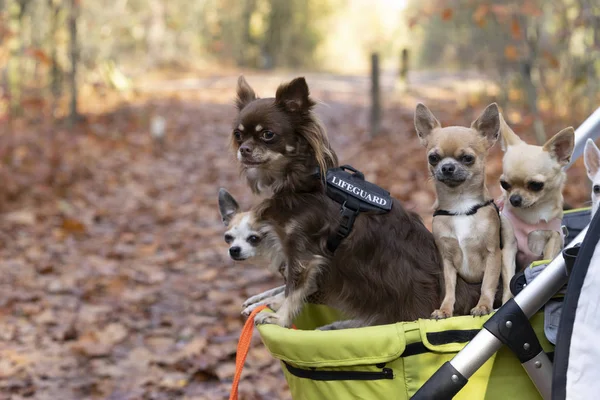 Chihuahua dogs sitting in a stroller in an autumn forest lane