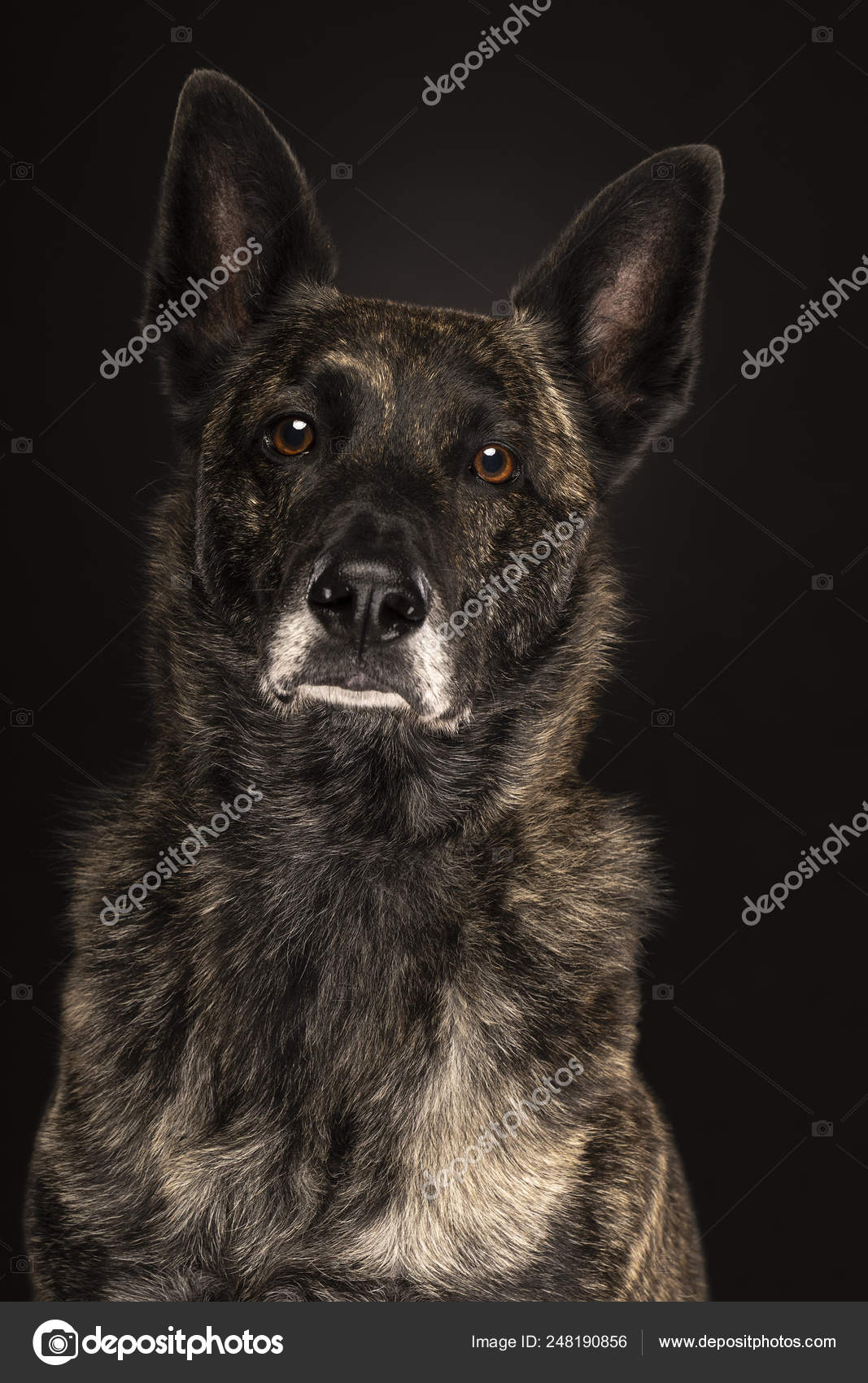 Are Bones Safe For Dutch Shepherd Puppies