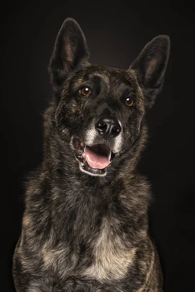 Portrait d'un chien de berger hollandais, coloriage bringé, sur fond noir — Photo
