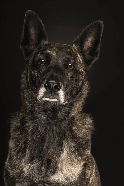 Retrato de um cão pastor holandês, coloração brindle, sobre um fundo preto — Fotografia de Stock