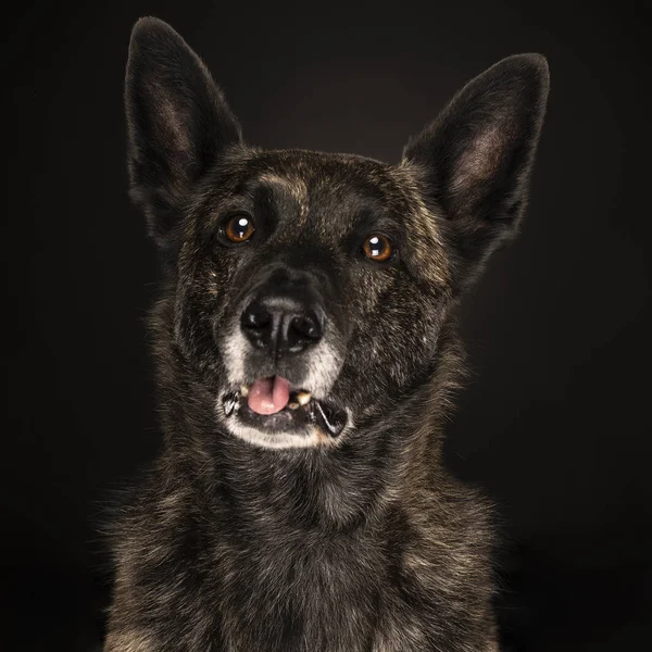 Retrato perro pastor holandés con lengua hacia fuera brindle colorear, fondo negro —  Fotos de Stock