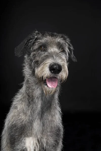 Gris perro lobo irlandés grande sentado mirando el fondo negro de la cámara — Foto de Stock