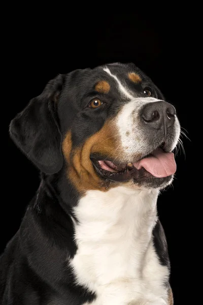 Retrato suizo perro de montaña aislado negro fondo sentado —  Fotos de Stock