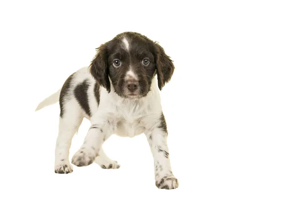 Sevimli küçük Munsterlander köpek yavrusu ayakta beyaz arka plan pençe üzerinde kadar izole