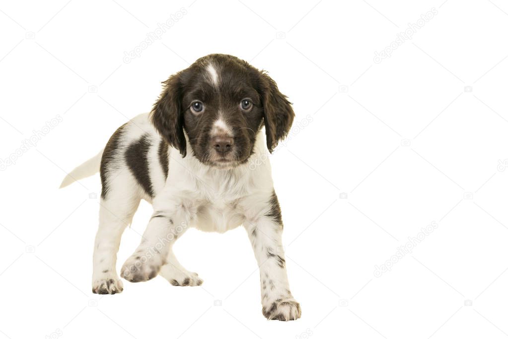Cute Small Munsterlander Puppy standing on isolated on a white background paw up